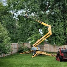 Best Tree Preservation Services  in Sheridan, WY